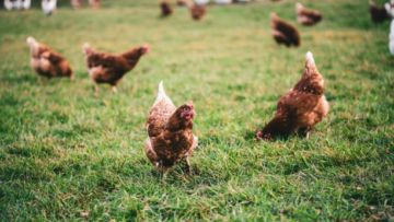 6 Tips untukmu yang Ingin Mulai Ternak Ayam di Rumah. Cukup Sederhana dan Nggak Susah