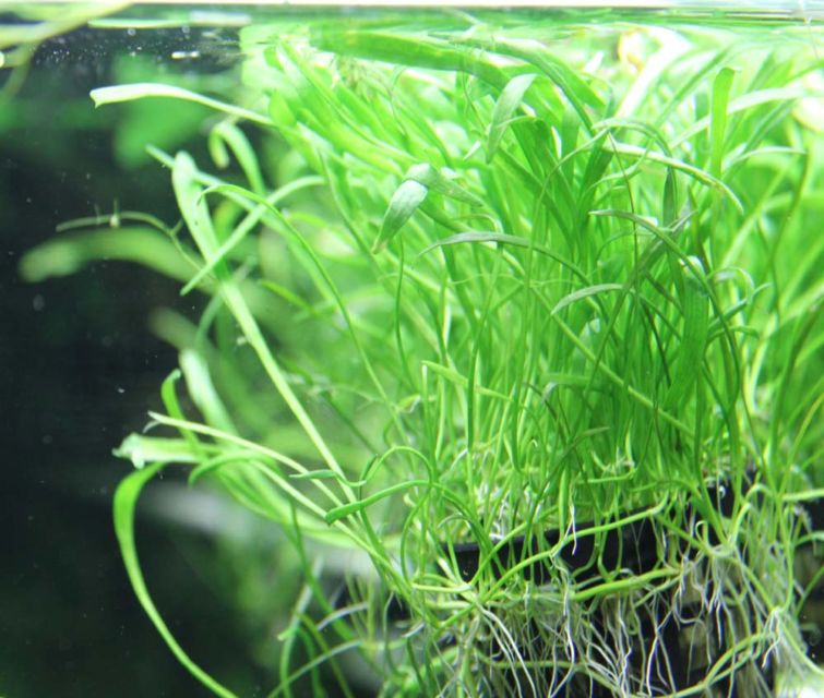 9 Jenis Tanaman Aquascape yang Cocok untuk Ikan Cupang, Bisa Dimakan atau Malah buat Mainan