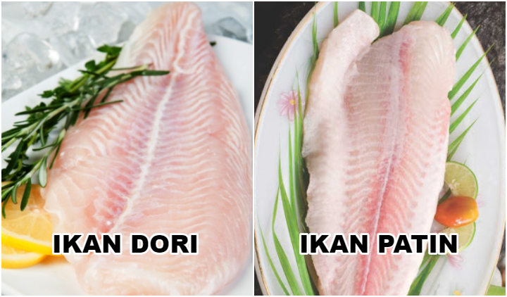 Penjelasan Ikan Dori dan 8 Perbedaan dengan Ikan Patin