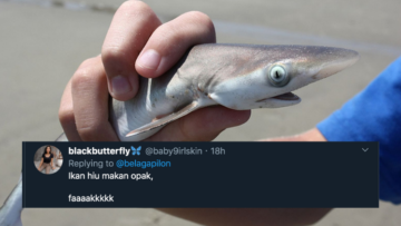 11 Deretan Pantun Gombal Ikan Hiu Kocak