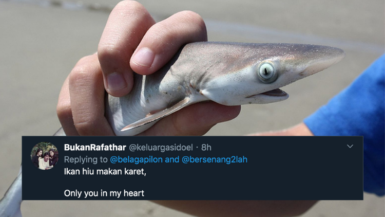 11 Deretan Pantun Gombal Ikan Hiu Kocak 28 Pantun Ikan Hiu