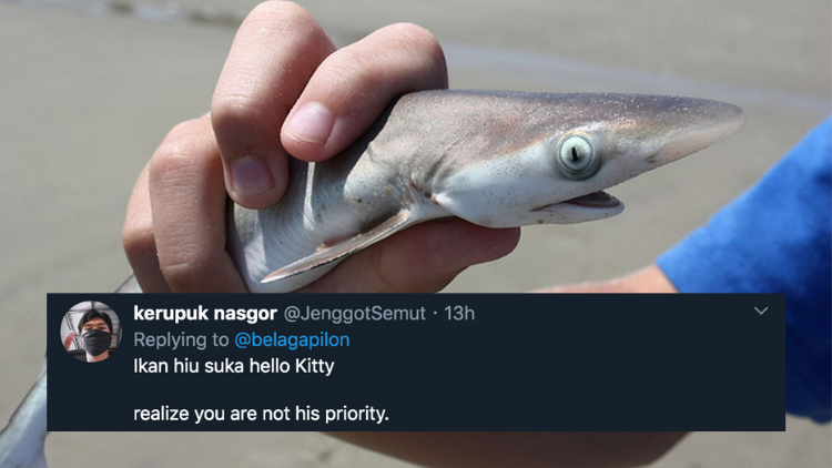 11 Deretan Pantun Gombal Ikan Hiu Kocak 29 Pantun Ikan Hiu