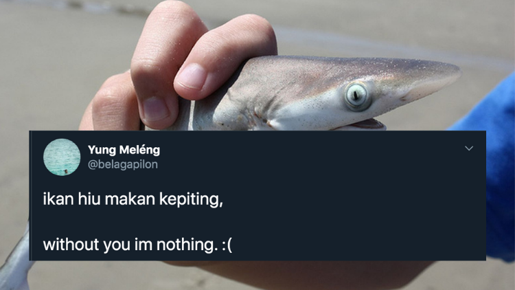 11 Deretan Pantun Gombal Ikan Hiu Kocak 30 Pantun Ikan Hiu