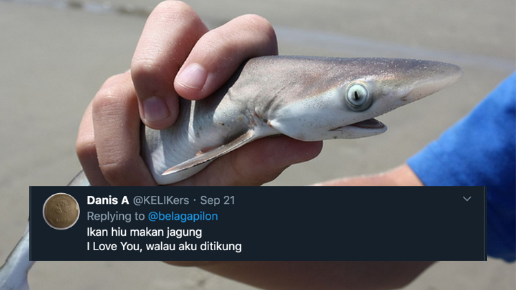 11 Deretan Pantun Gombal Ikan Hiu Kocak 31 Pantun Ikan Hiu