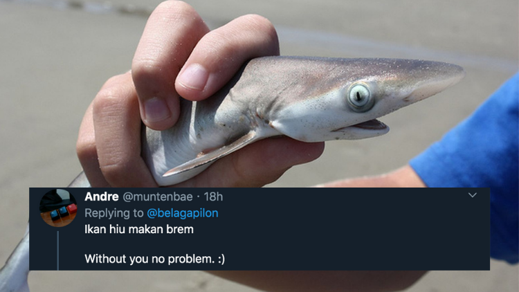 11 Deretan Pantun Gombal Ikan Hiu Kocak 32 Pantun Ikan Hiu