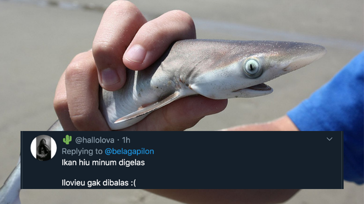 11 Deretan Pantun Gombal Ikan Hiu Kocak 33 Pantun Ikan Hiu