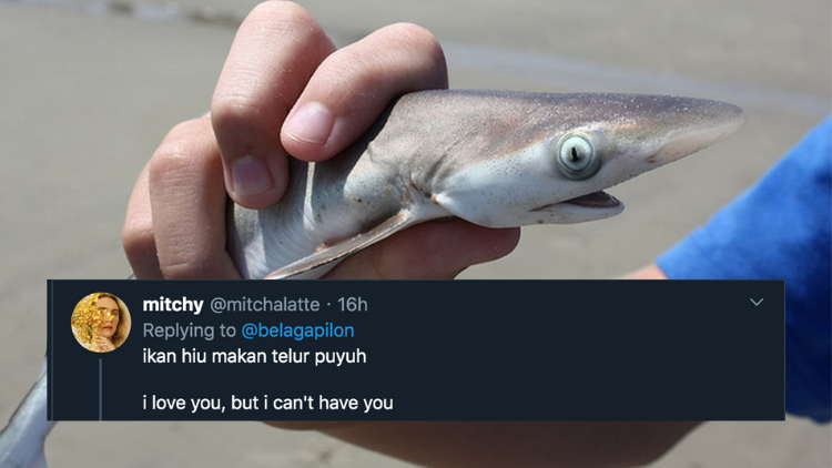 11 Deretan Pantun Gombal Ikan Hiu Kocak 23 Pantun Ikan Hiu