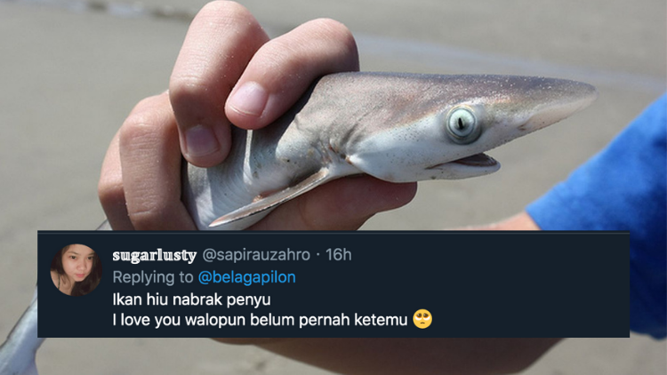 11 Deretan Pantun Gombal Ikan Hiu Kocak 24 Pantun Ikan Hiu