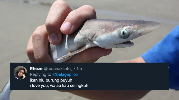 11 Deretan Pantun Gombal Ikan Hiu Kocak 25 Pantun Ikan Hiu