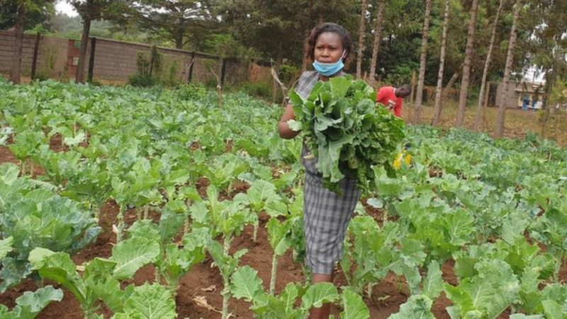 Tak Bisa Bertahan, Sekolah di Kenya Beralih Fungsi Jadi Peternakan Ayam dan Ladang Sayur. Nasib Guru Semakin Miris
