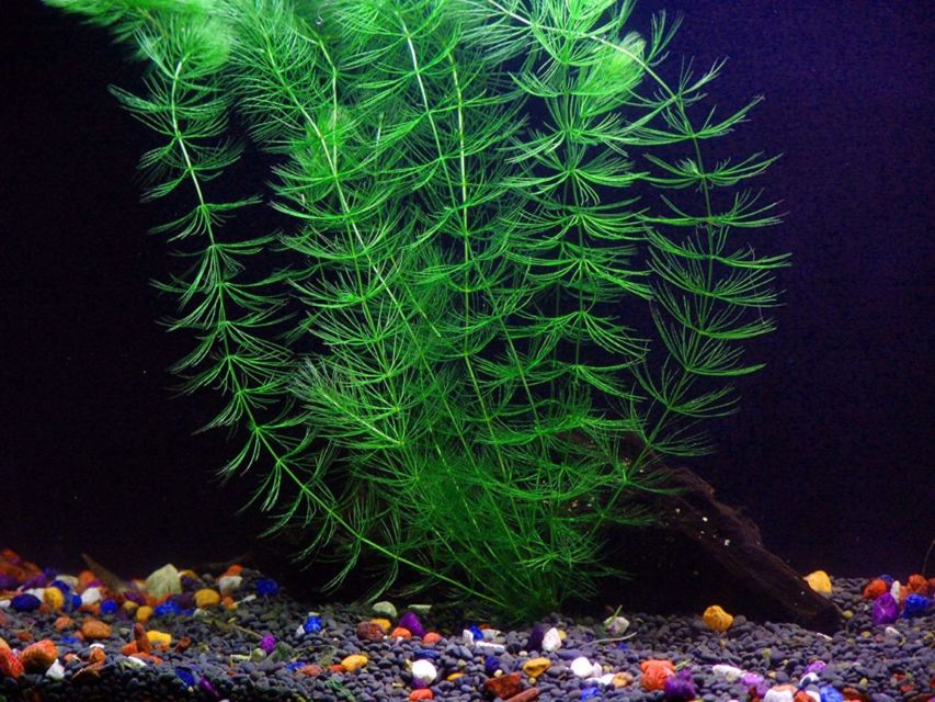 9 Jenis Tanaman Aquascape yang Cocok untuk Ikan Cupang, Bisa Dimakan atau Malah buat Mainan