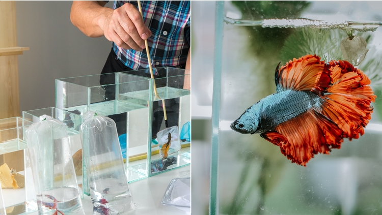 7 Cara Merawat Ikan Cupang biar Panjang Umur dan Cantik Ekornya