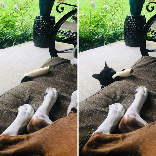 11 Potret Kocak Kucing Lawan Musuh Bebuyutan. Kocheng Udah Nggak Takut Lagi sama Anjing nih! 27 11 Potret Kocak Kucing Lawan Musuh Bebuyutan. Kocheng Udah Nggak Takut Lagi sama Anjing nih!