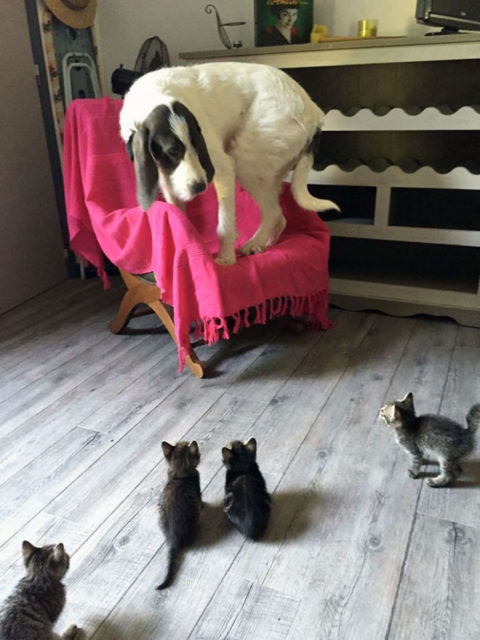 11 Potret Kocak Kucing Lawan Musuh Bebuyutan. Kocheng Udah Nggak Takut Lagi sama Anjing nih! 24 11 Potret Kocak Kucing Lawan Musuh Bebuyutan. Kocheng Udah Nggak Takut Lagi sama Anjing nih!