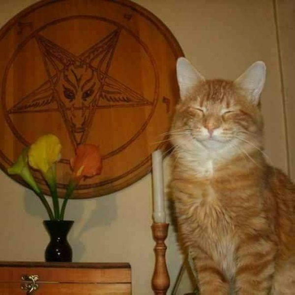 11 Gambar Kucing Taat Beragama. Harusnya Hooman juga Gini dong, Masa Kalah sama Meong?