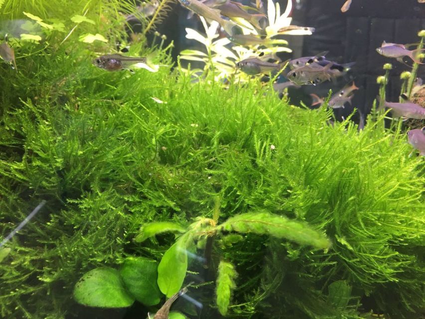9 Jenis Tanaman Aquascape yang Cocok untuk Ikan Cupang, Bisa Dimakan atau Malah buat Mainan
