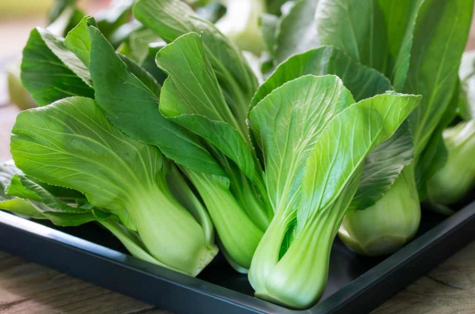 8 Sayuran Hijau yang Paling Sehat di Bumi dan Rugi Kalau Dilewatkan Tiap Hari. Superfood nih!