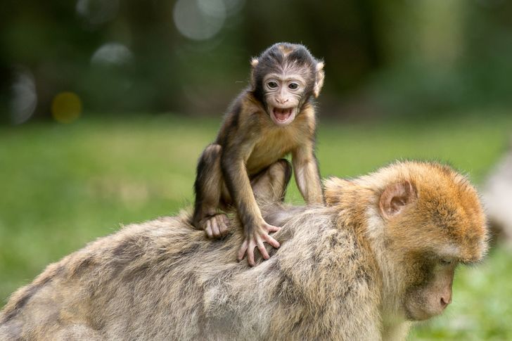 10 Potret Nyebelin Hewan ini Cocok Dijadikan Meme untuk Tanggapi Sebuah Obrolan di Media Sosial 27 10 Potret Nyebelin Hewan ini Cocok Dijadikan Meme untuk Tanggapi Sebuah Obrolan di Media Sosial