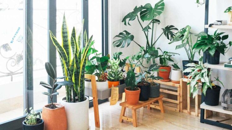 Inspirasi Pot Estetik untuk Tanaman Hias di Rumah. Mulai dari Anyaman sampai Bekas Toples Makanan
