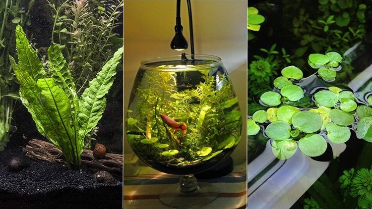 9 Jenis Tanaman Aquascape yang Cocok untuk Ikan Cupang, Bisa Dimakan atau Malah buat Mainan