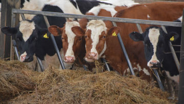 Selamatkan Tubuhmu dan Bumi Ini dengan Menjadi Vegan