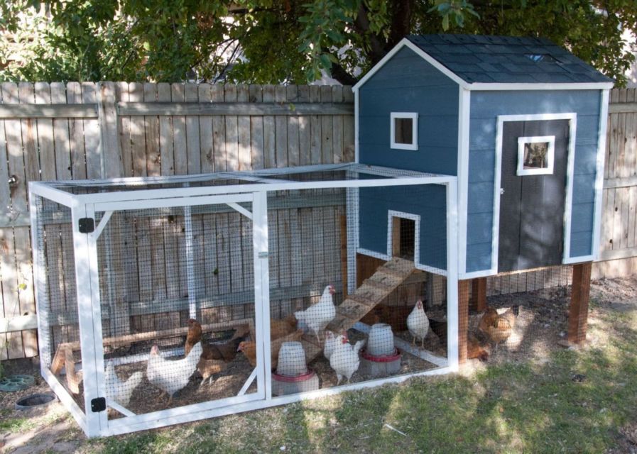 7 Rekomendasi Kandang Ayam Kayu Kreatif Anti Bau. Tempat Tidur dan Pakannya Nggak Jadi Satu