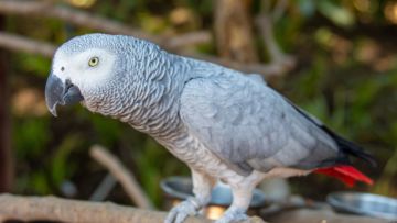 Suka Mengumpat dan Ngomong Kasar, 5 Burung Beo Didepak dari Kebun Binatang di Inggris