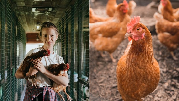 6 Tips Ternak Ayam Kampung Hanya Modal 1 Juta