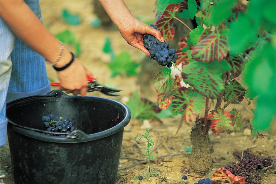 Cara Menanam Anggur di Daerah Panas Tanpa Sebar Biji, Tumbuhnya Subur dan Nggak Cepat Mati