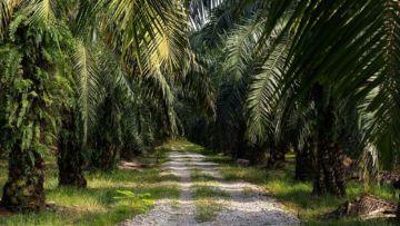 Pertama di Dunia, Pekebun Swadaya Indonesia Lolos Sertifikasi Berdasarkan Standar RSPO