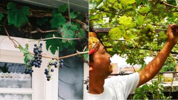 Cara Menanam Anggur di Daerah Panas Tanpa Sebar Biji, Tumbuhnya Subur dan Nggak Cepat Mati