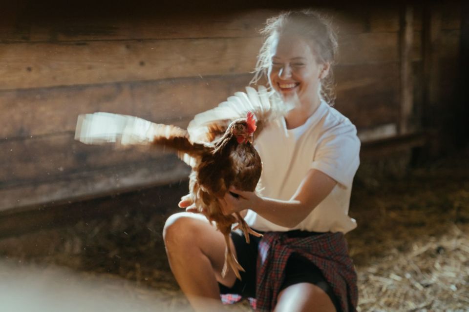 ternak ayam modal 1 juta