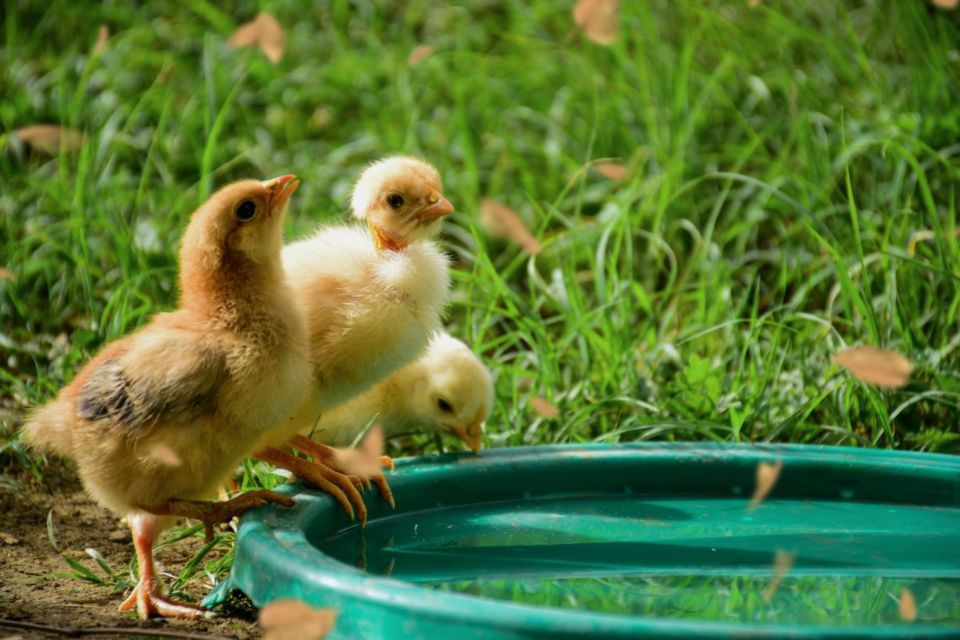 ternak ayam modal 1 juta