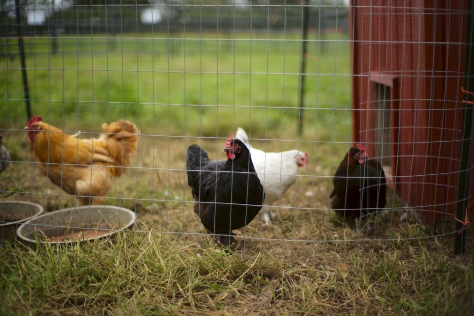 ternak ayam modal 1 juta