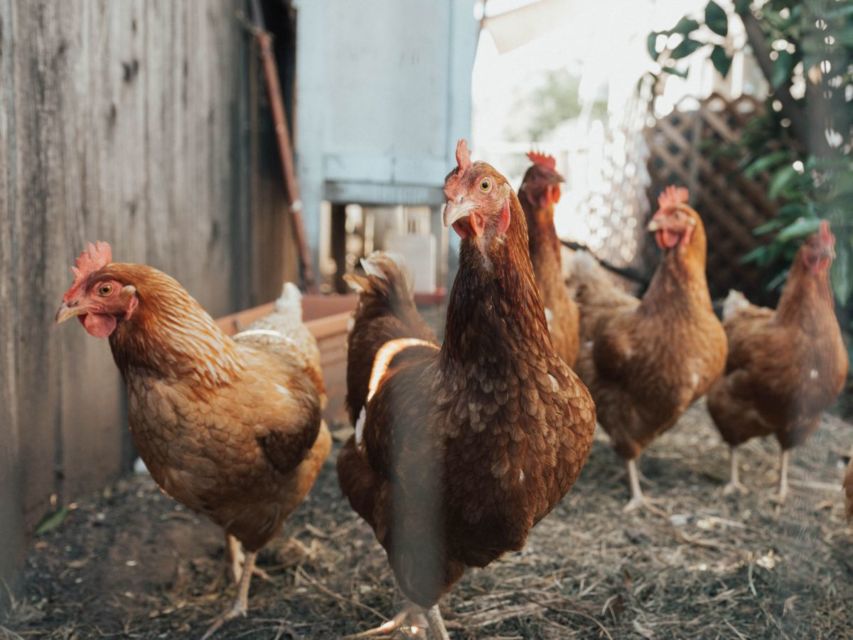 ternak ayam modal 1 juta