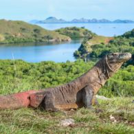 #DiIndonesiaAja-Semakin Mendunia, Labuan Bajo Memiliki Pulau-Pulau yang Indah dan Unik