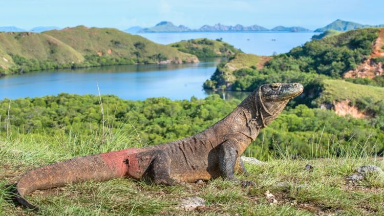#DiIndonesiaAja-Semakin Mendunia, Labuan Bajo Memiliki Pulau-Pulau yang Indah dan Unik