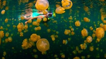 #DiIndonesiaAja-Yuk, Intip Keindahan Pulau Memeluk Danau dengan Sejuta Ubur-Ubur