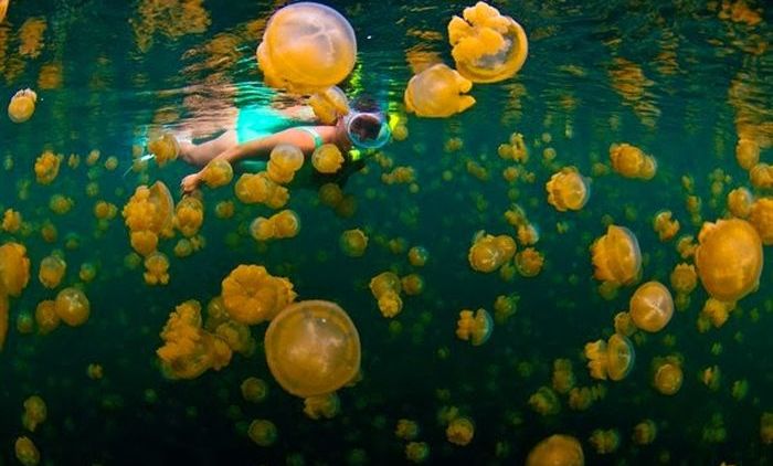 #DiIndonesiaAja-Yuk, Intip Keindahan Pulau Memeluk Danau dengan Sejuta Ubur-Ubur