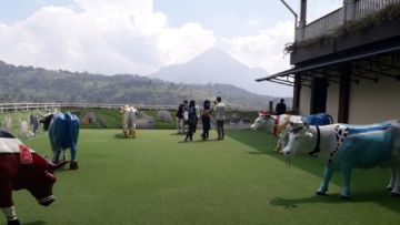 #DiIndonesiaAja-Mau Liburan Bareng Keluarga? Cimory Dairyland Aja! Dapat Senangnya, Dapat Ilmunya