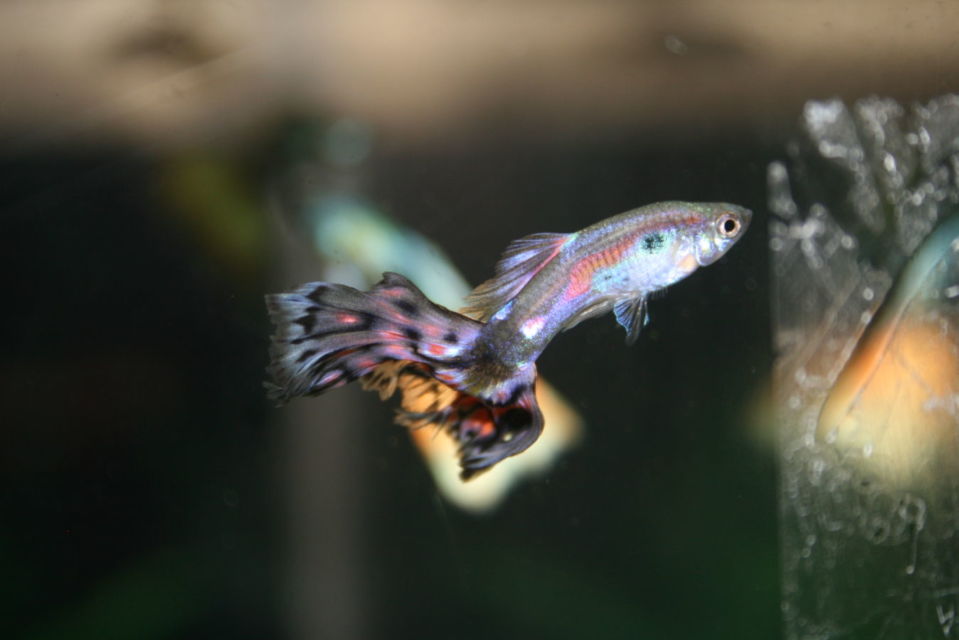 7 Jenis Ikan Hias Air Tawar Kecil untuk Mengisi Akuarium. Cepat Adaptasi dan Mau Dicampur