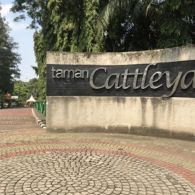 Cattleya, Oase di Tengah Hiruk Pikuk Kota Jakarta