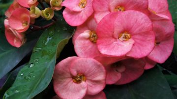 7 Fakta Euphorbia, Tanaman Hias Berduri yang Sempat Dipuja-puja pada Masanya