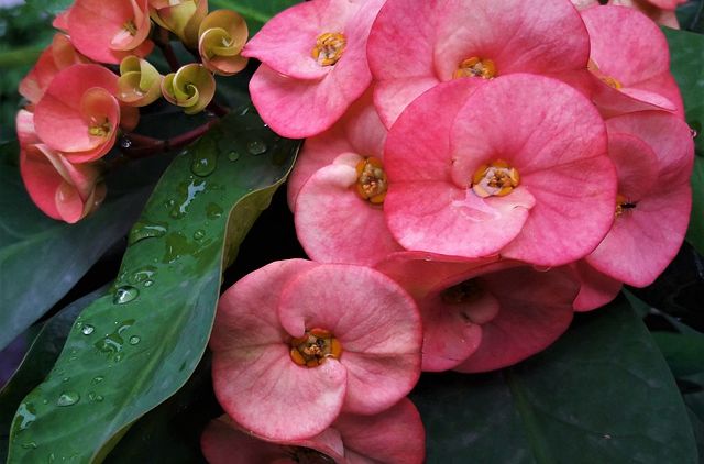 7 Fakta Euphorbia, Tanaman Hias Berduri yang Sempat Dipuja-puja pada Masanya