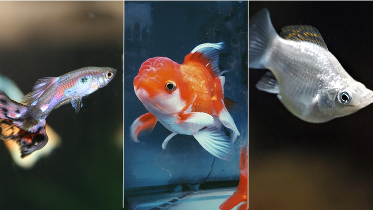 7 Jenis Ikan Hias Air Tawar Kecil untuk Mengisi Akuarium. Cepat Adaptasi dan Mau Dicampur
