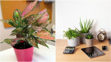 11 Inspirasi Tanaman Hias Mini untuk Meja Kerja, Usir Galau dan Bikin Hati Berbunga-bunga