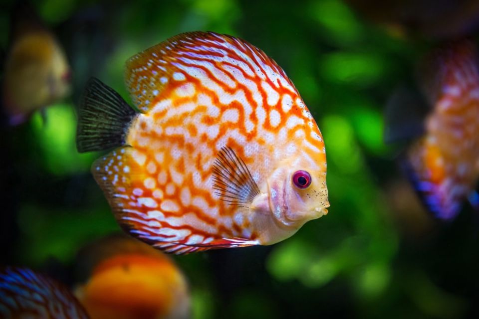 7 Jenis Ikan Hias Air Tawar Kecil untuk Mengisi Akuarium. Cepat Adaptasi dan Mau Dicampur