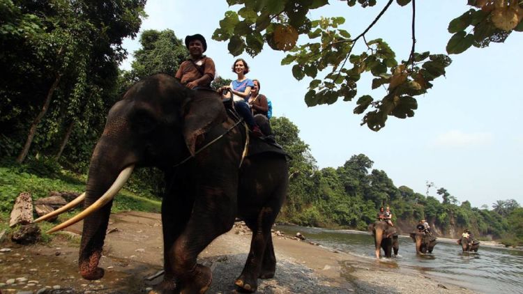 #DiIndonesiaAja-Menikmati Keindahan Tangkahan, Surga Tersembunyi di Sumatera Utara.