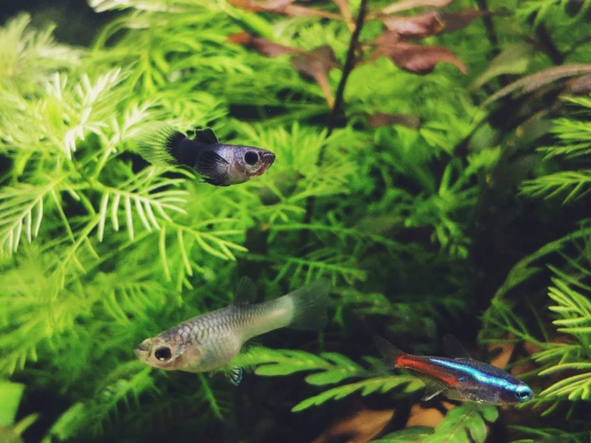 7 Jenis Ikan Hias Air Tawar Kecil untuk Mengisi Akuarium. Cepat Adaptasi dan Mau Dicampur