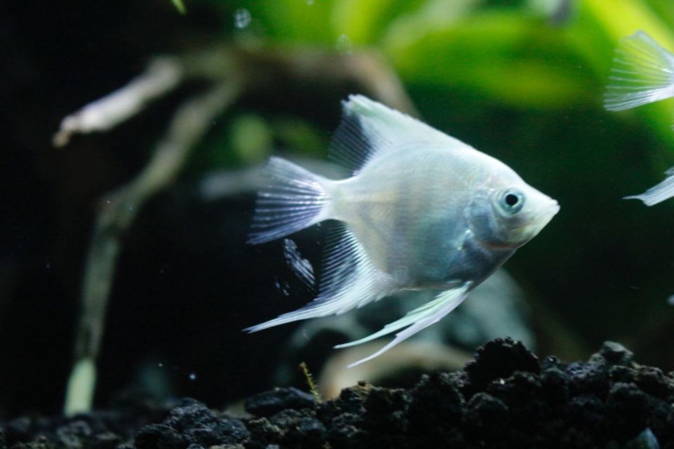 7 Jenis Ikan Hias Air Tawar Kecil untuk Mengisi Akuarium. Cepat Adaptasi dan Mau Dicampur
